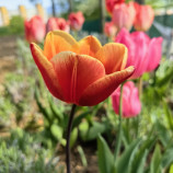 Tulipán