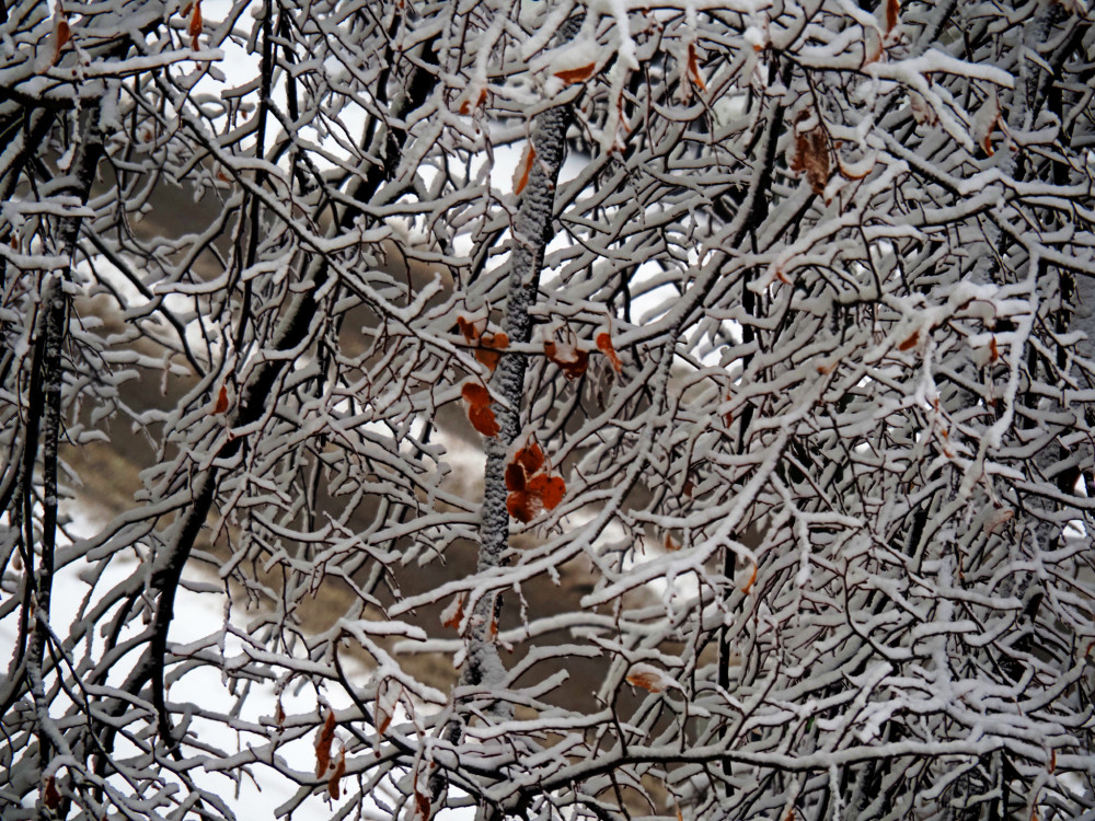 My sa zime nepoddáme.