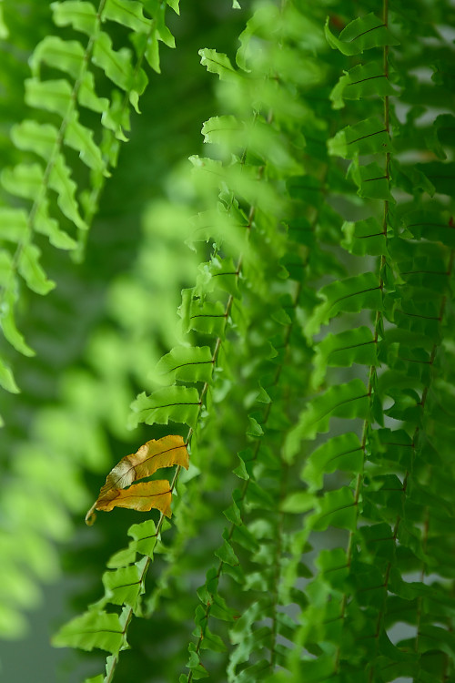 Nedokonalosť je krásna