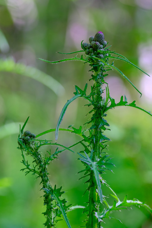Pichľavý strážca ticha