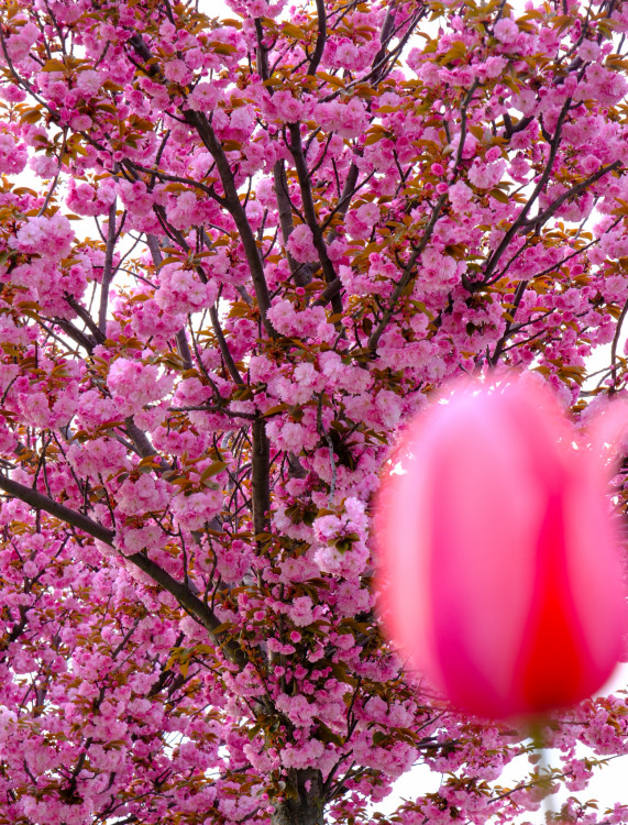 Tulipán vs sakura