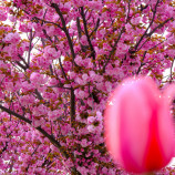 Tulipán vs sakura