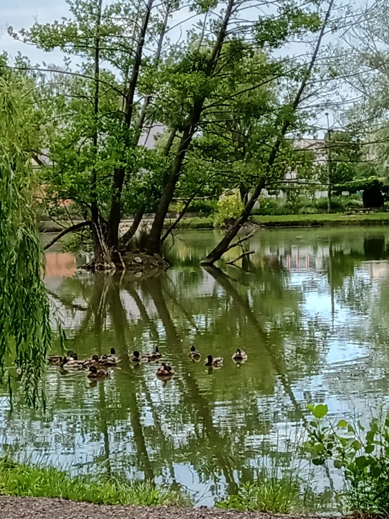 jazero Hangócka - park Sihoť v Nitre