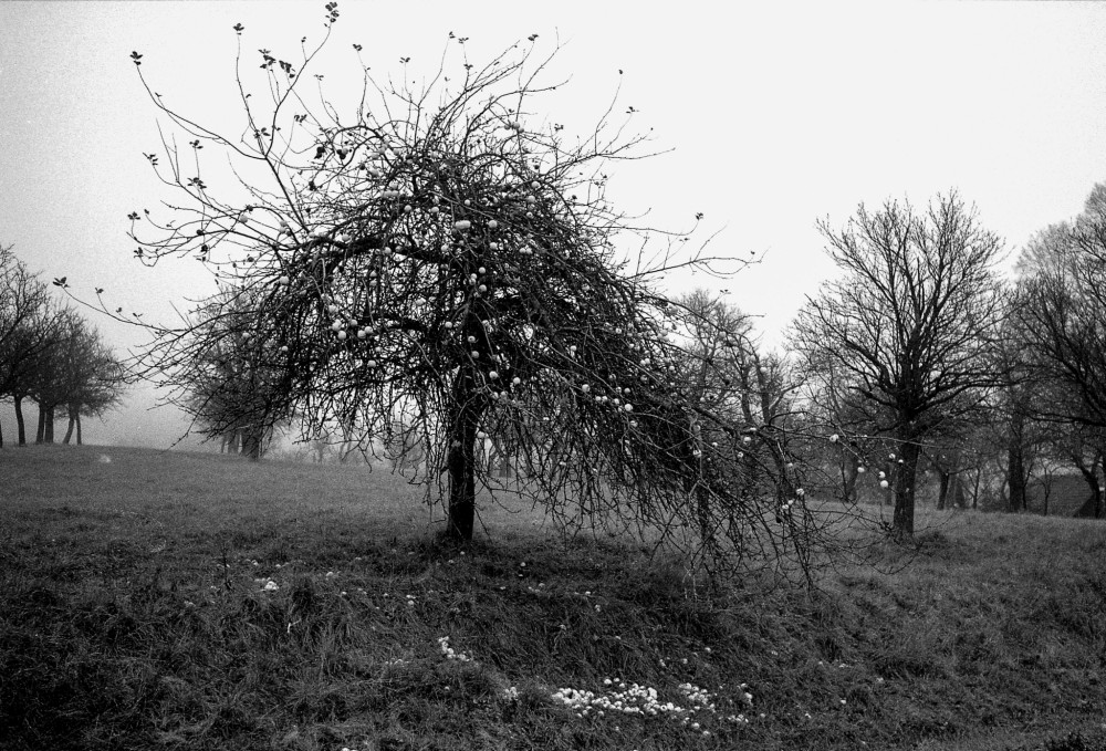 Kopanice