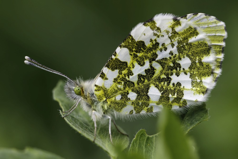 Samička mlynárika žeruchového (Anthocharis cardamines)