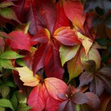 jesenná paleta farieb
