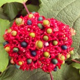 Clerodendron