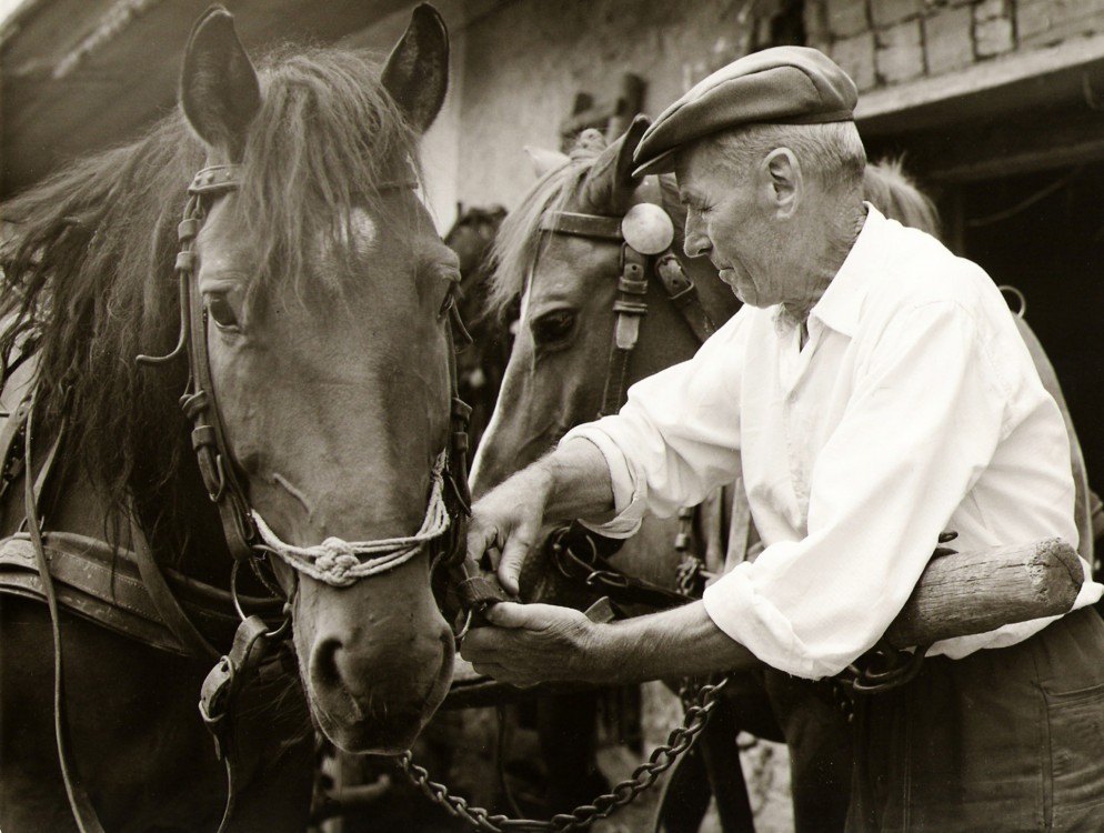 Zapriahenie koní.