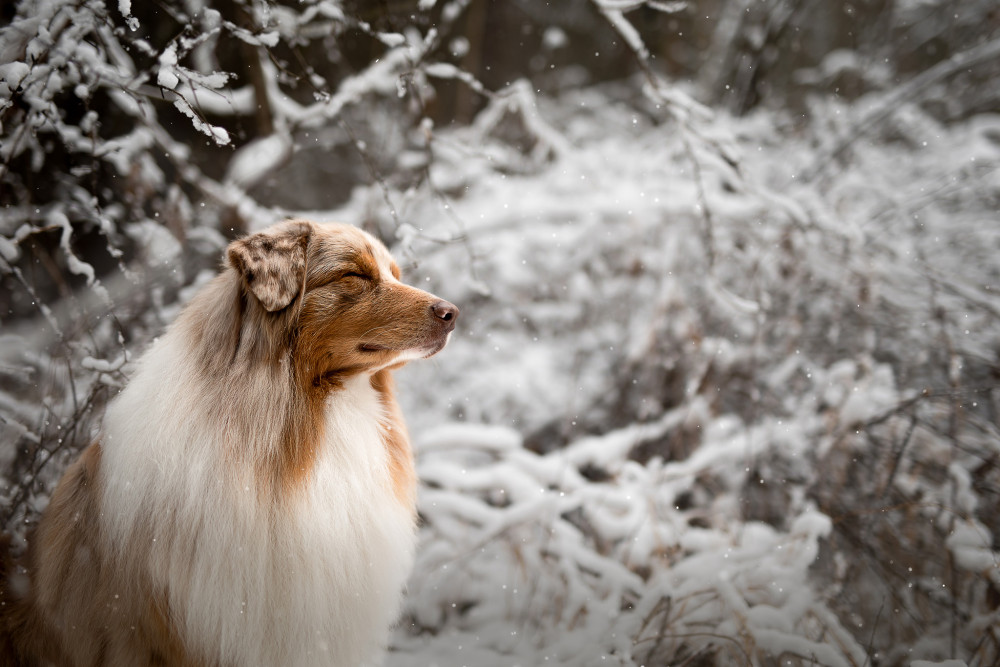 Zo zimnej rozprávky