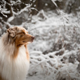Zo zimnej rozprávky