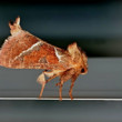 Akrobat