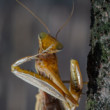očista
