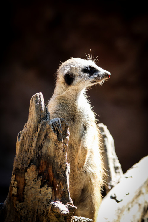 Zoo Hodonín