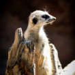 Zoo Hodonín