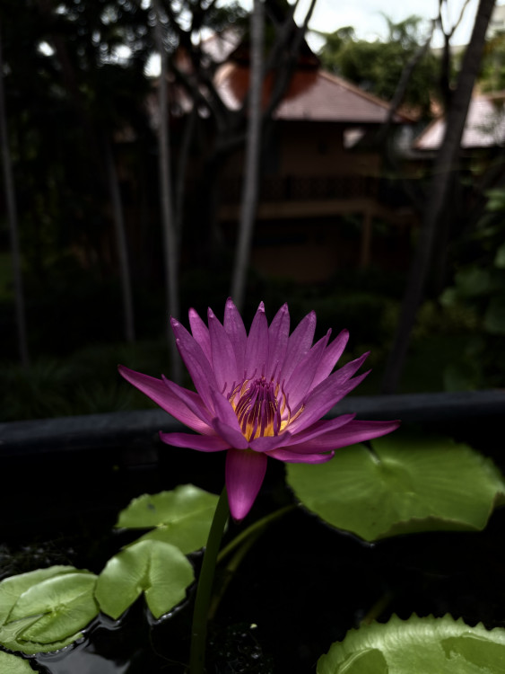 Thai flower