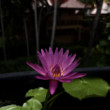 Thai flower