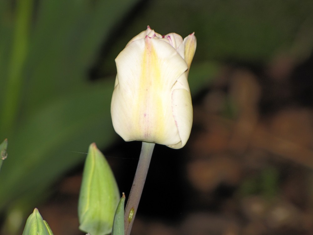 Nočný pán tulipán