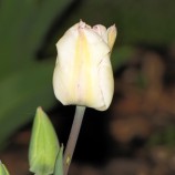 Nočný pán tulipán