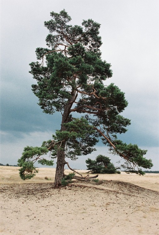 old tree