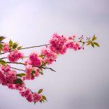 Spring’s Reach