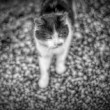 Cat in Wonderland