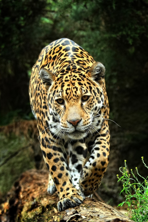 Jaguár na love