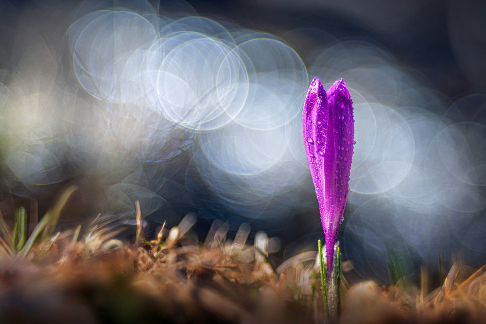 Crocus