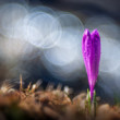 Crocus