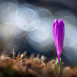 Crocus