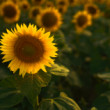 Slnečnice