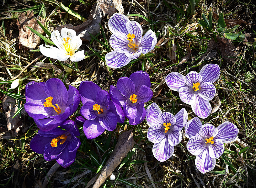 Krokusy