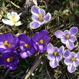 Krokusy