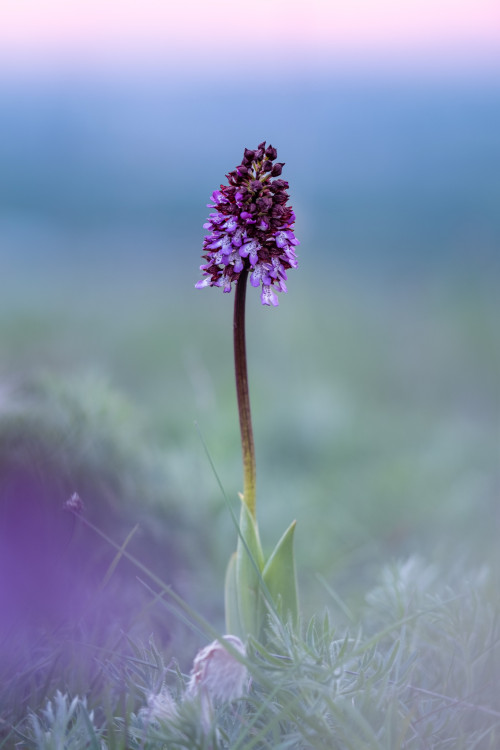 Vstavač purpurový (Orchis purpurea)