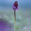 Vstavač purpurový (Orchis purpurea)