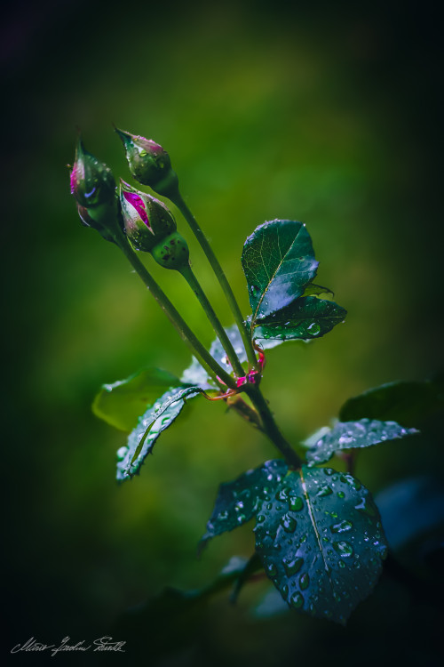 Trojruža Pavla Dobšinského