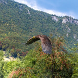 Kráľ oblohy