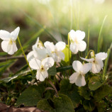 Fialka biela