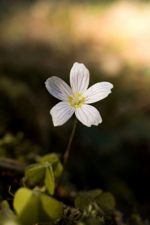 Kyslička obyčajná