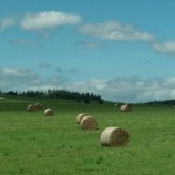 Na poliach Krnova