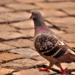 Pigeon na prechádzke
