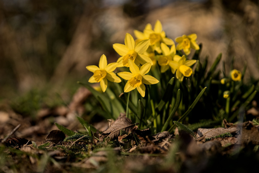 narcisky z prírody