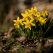 narcisky z prírody
