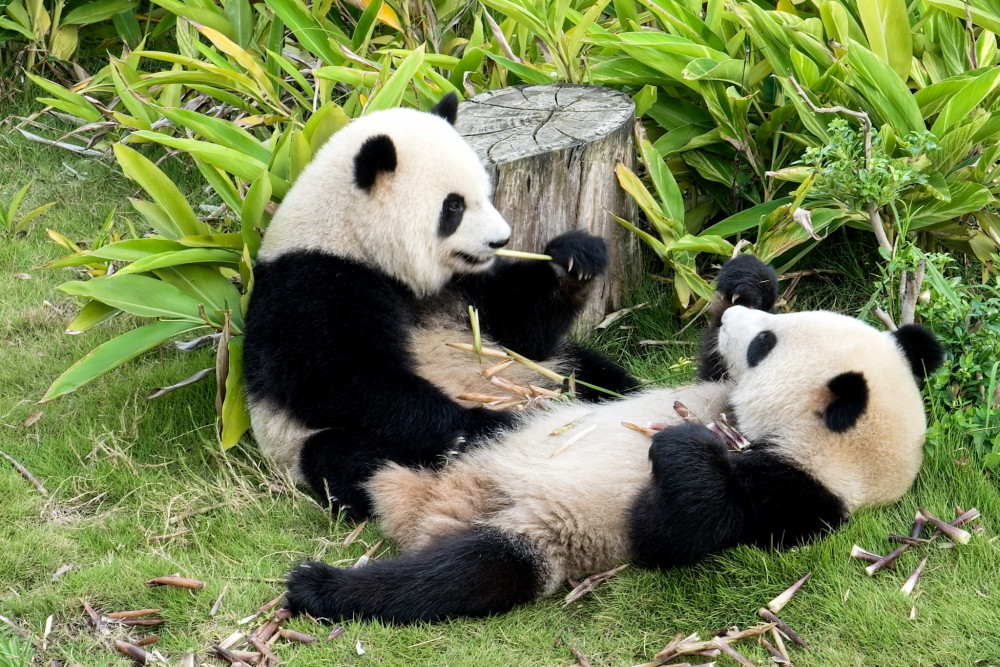 Panda veľká