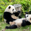 Panda veľká