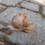 Slimáčik