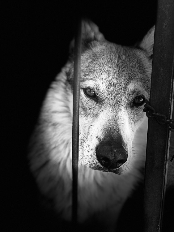 Smutny vlk