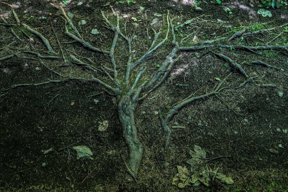 Strom života v Španej Doline
