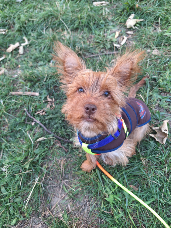 Merton Yorkshire terrier Outing