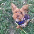 Merton Yorkshire terrier Outing