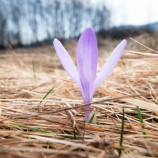 krokus